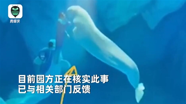 投注：海洋公園廻應工作人員拳打白鯨：可能是正常互動 會去核查